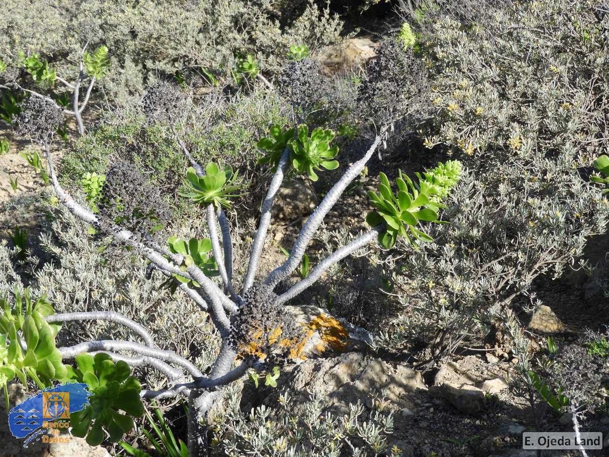 Aeonium arboreum ssp holochrysum (1)