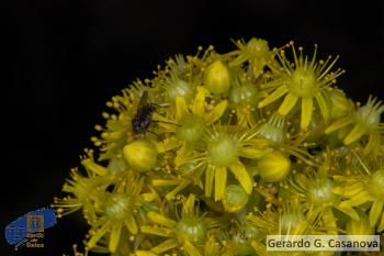 Aeonium arboreum holochrysum2