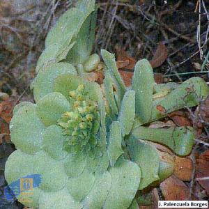 Aeonium_canariense_latifolium (1)