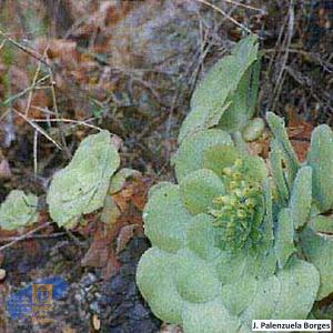 Aeonium_canariense_latifolium (2)