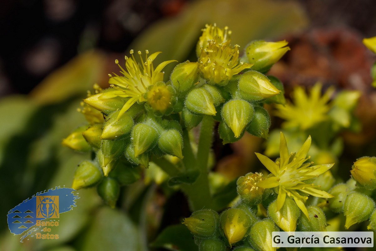 Aeonium canariense latifolium (1)