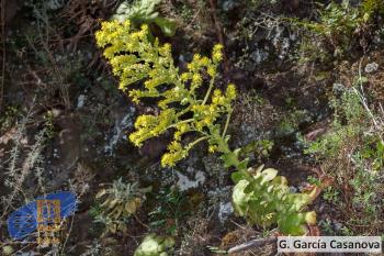 Aeonium canariense latifolium (2)