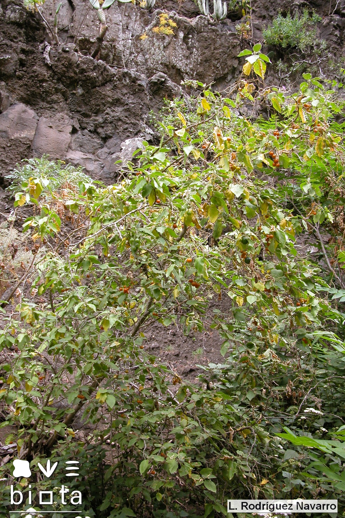 Solanum vespertilio silensis (1)