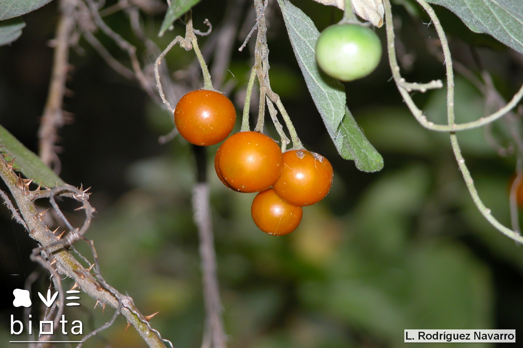 Solanum vespertilio silensis (2)