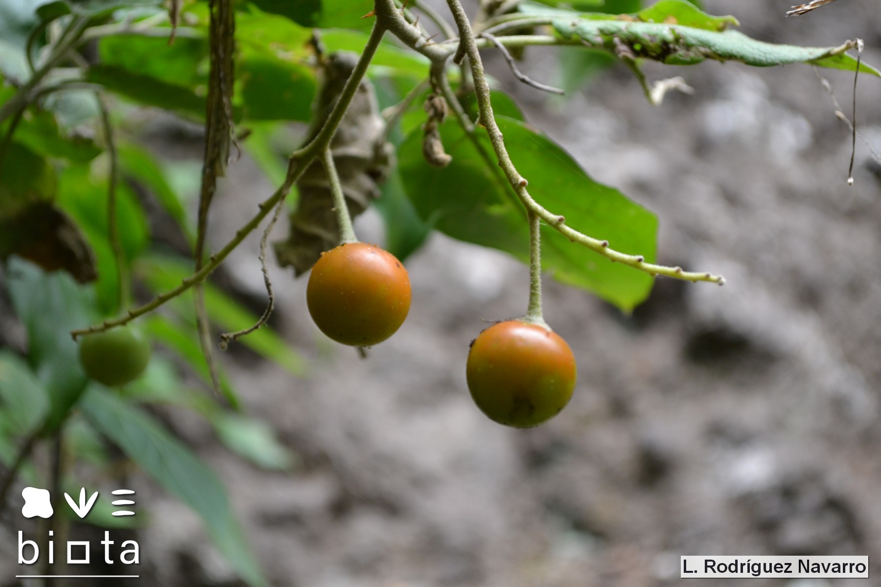Solanum vespertilio silensis (8)