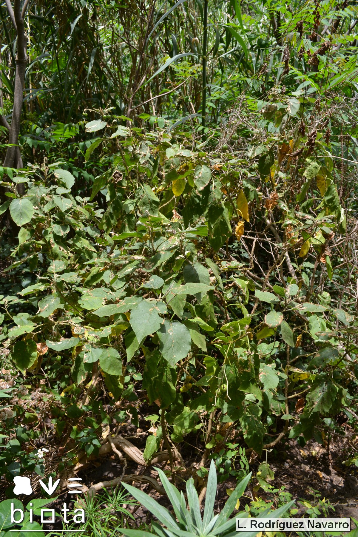 Solanum vespertilio silensis (9)