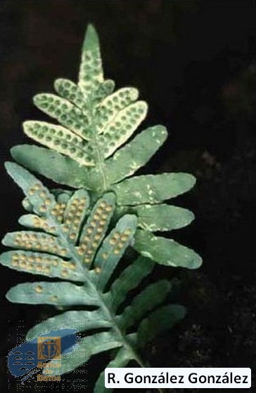 Polypodium_macaronesicum