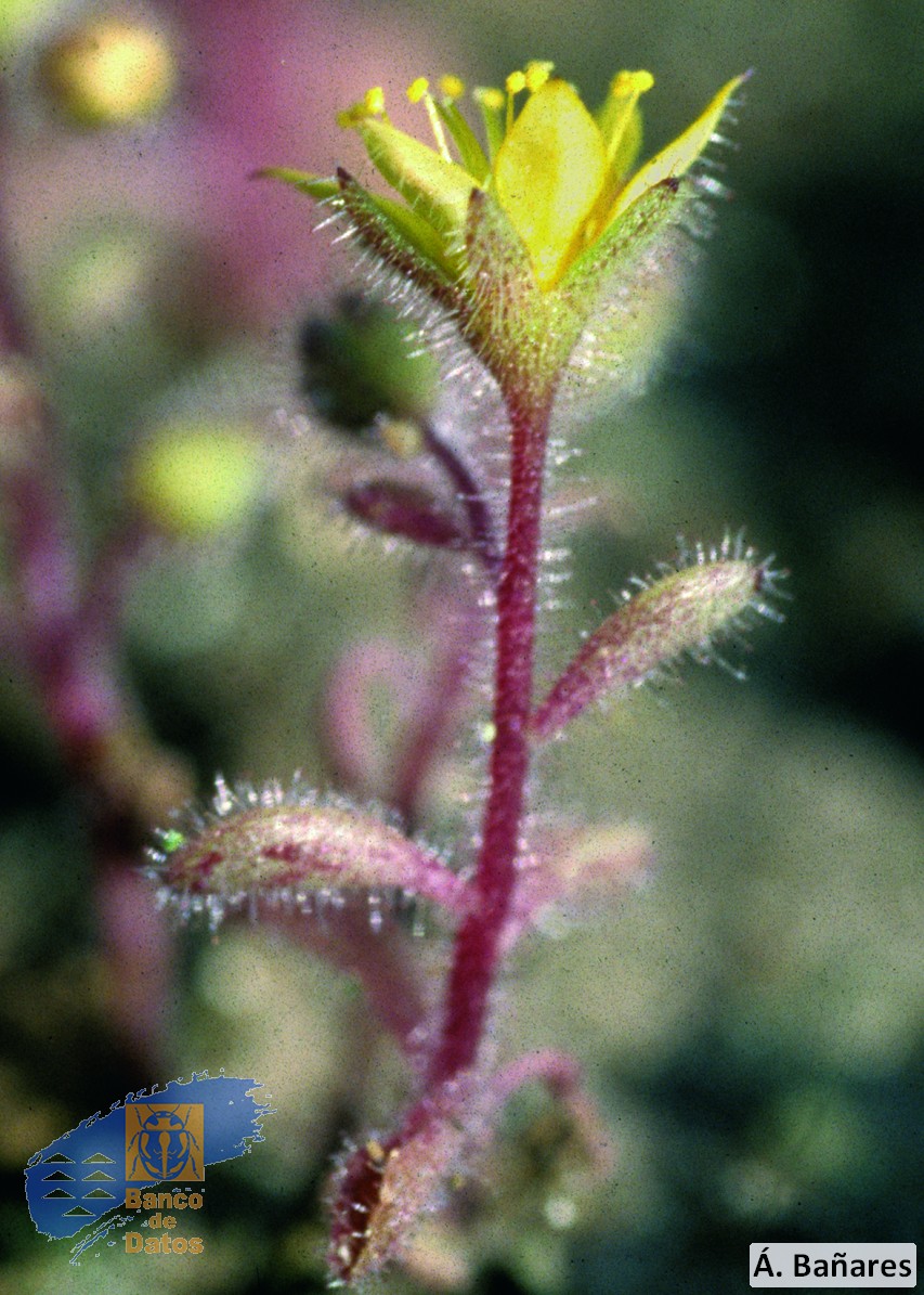 Aichrysum brevipetalum (2)