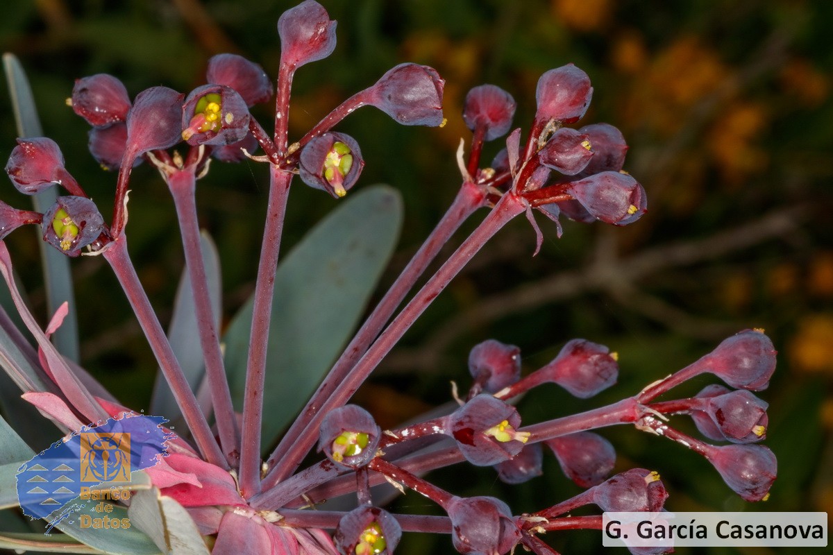 Euphorbia bravoana (1)