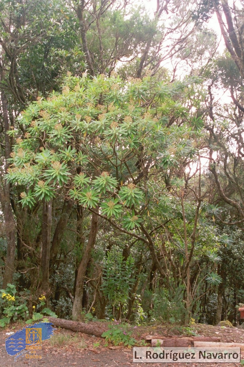 Euphorbia mellifera1