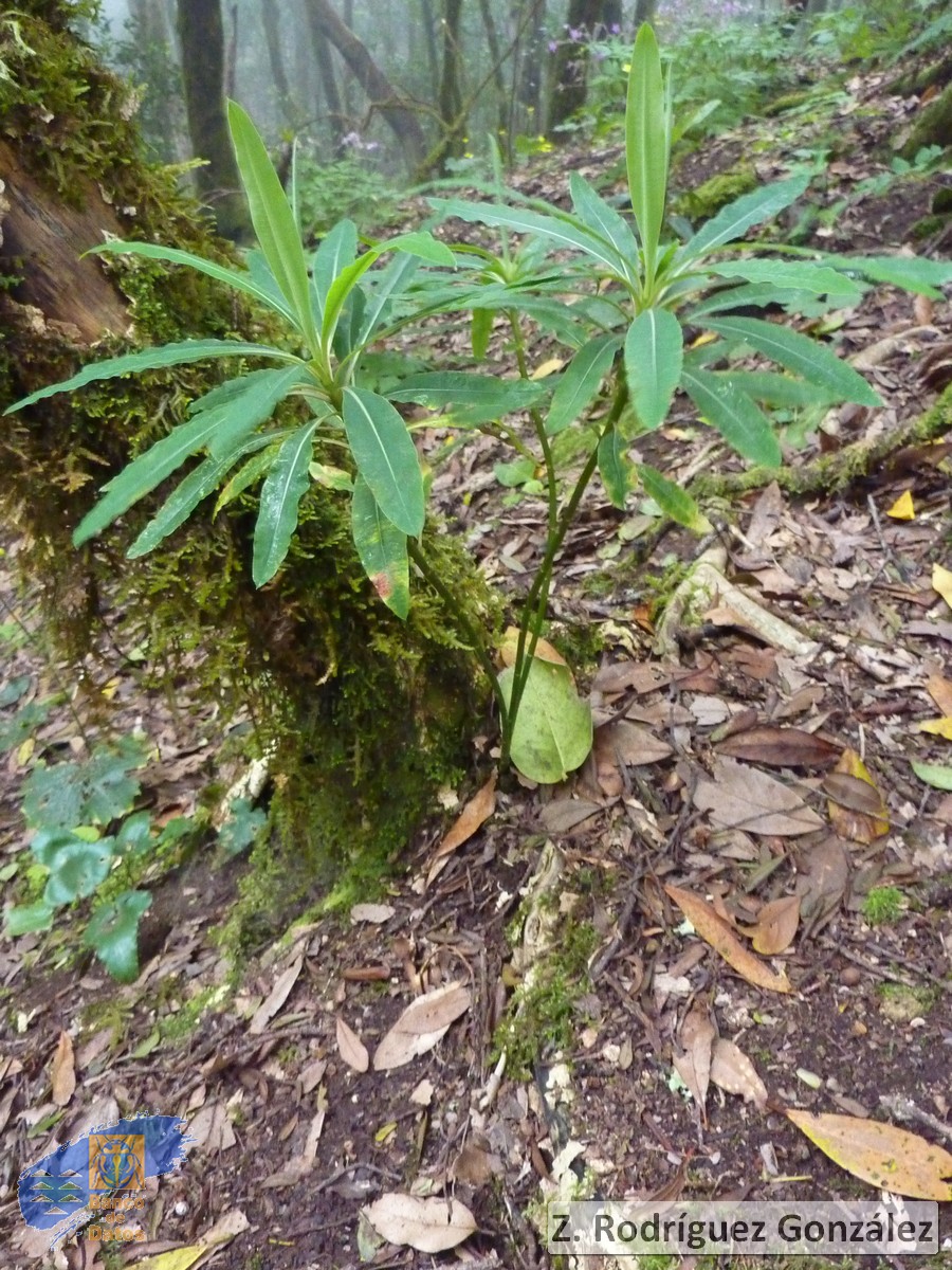 Euphorbia mellifera6