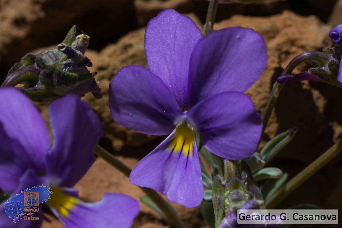 Viola cheiranthifolia4