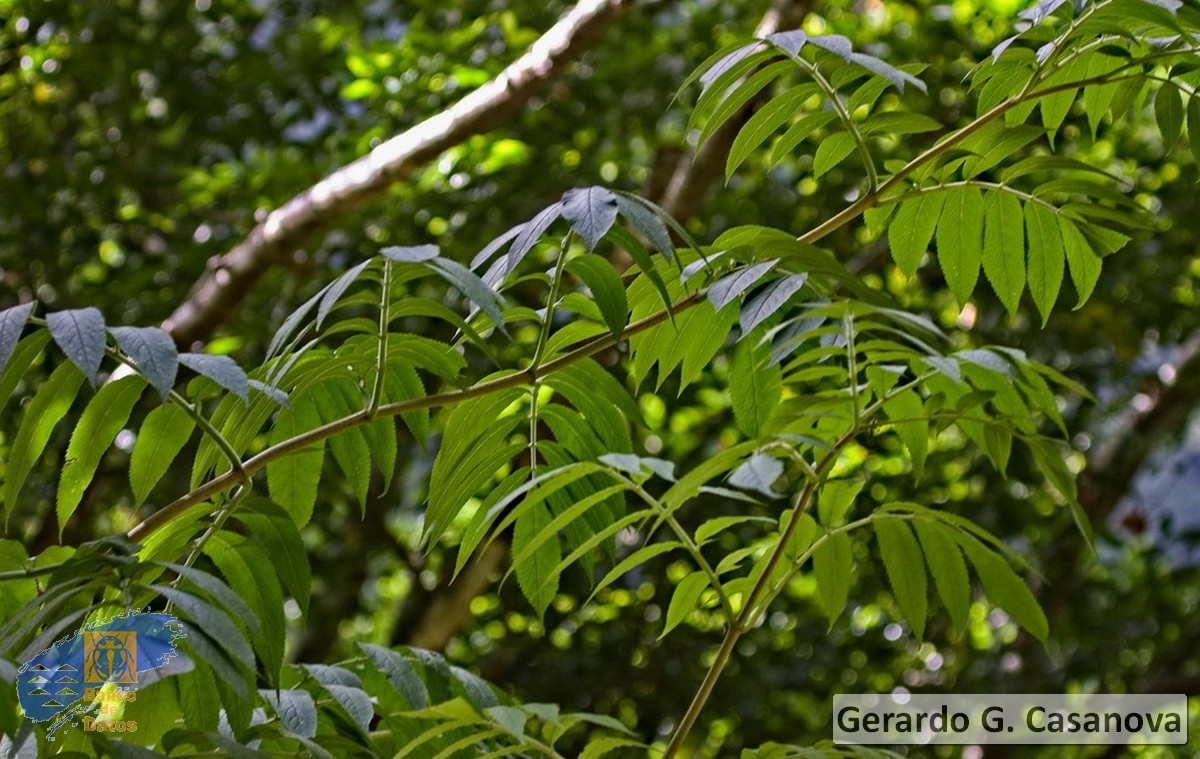 Sambucus nigra palmensis(3)