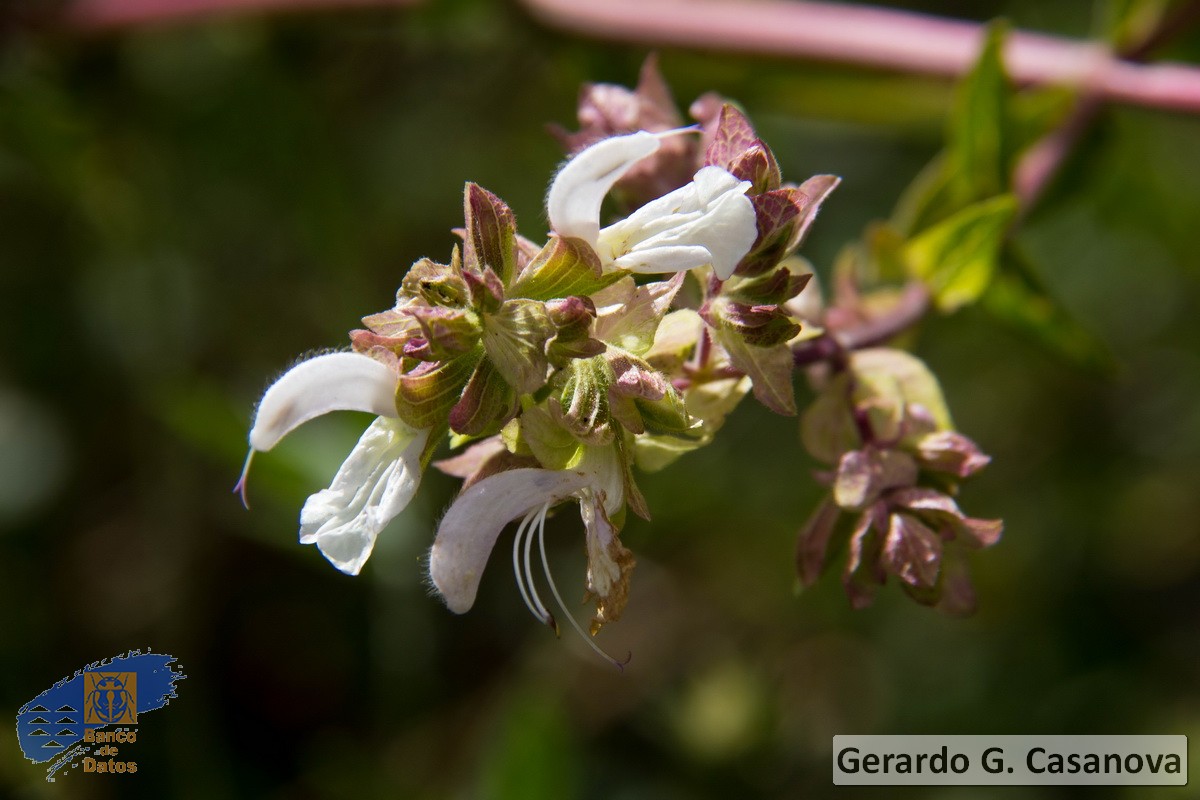 Salvia canariensis albiflora