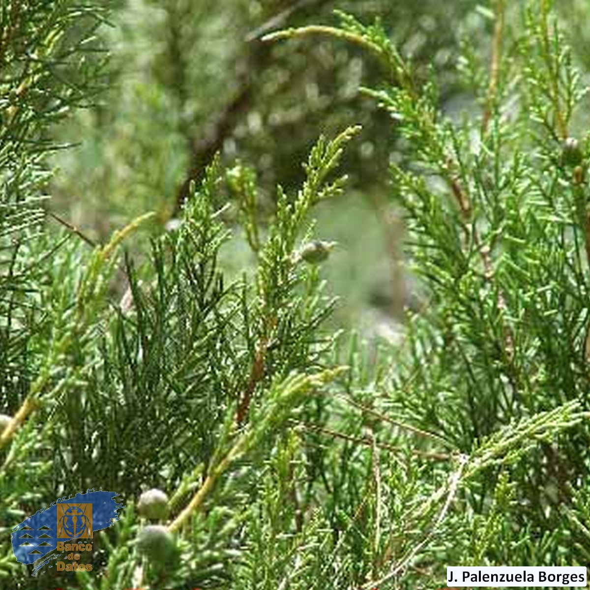 Juniperus_turbinata_canariensis (3)