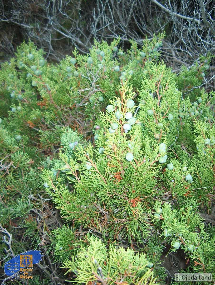 Juniperus turbiata