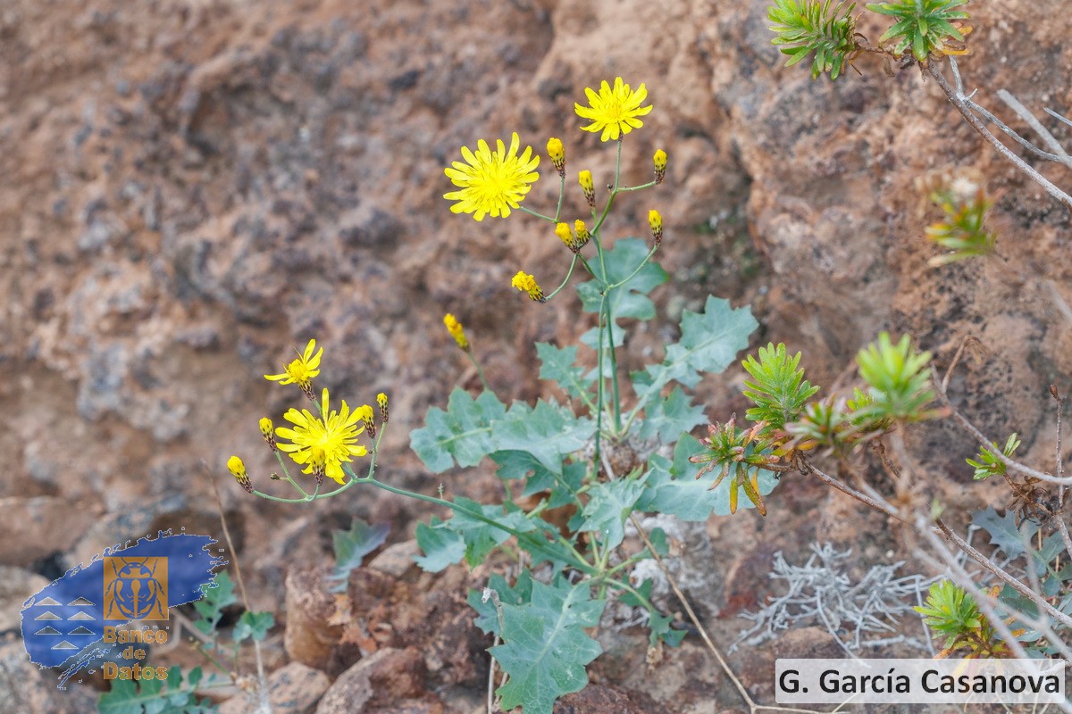 Sonchus fauces-orci (2)