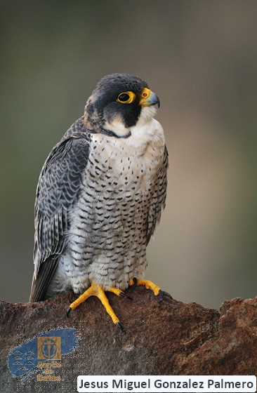 Falco_pelegrinoides