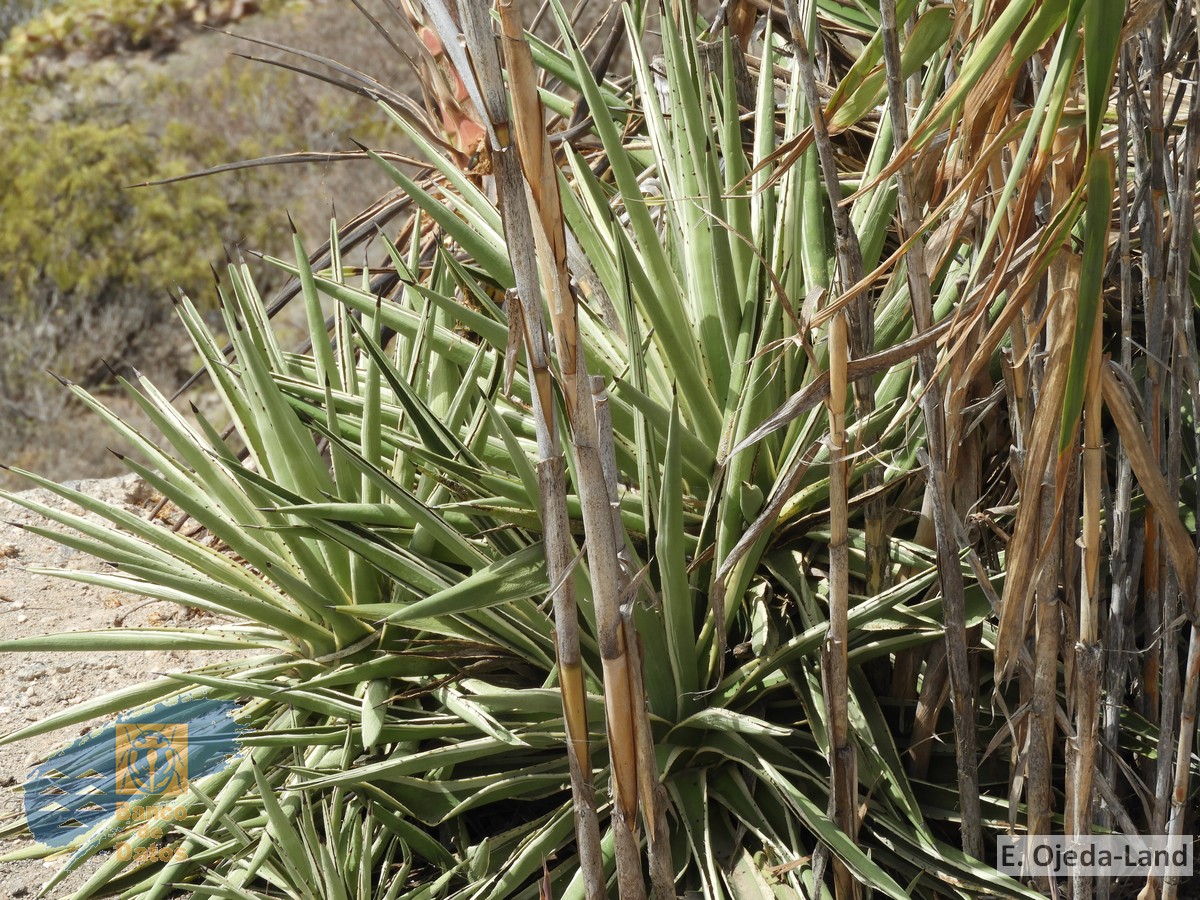 Agave angustifolia (3)