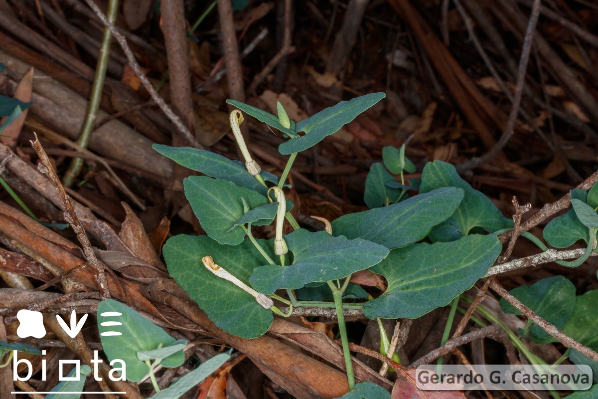 Aristolochia paucinervis (1)