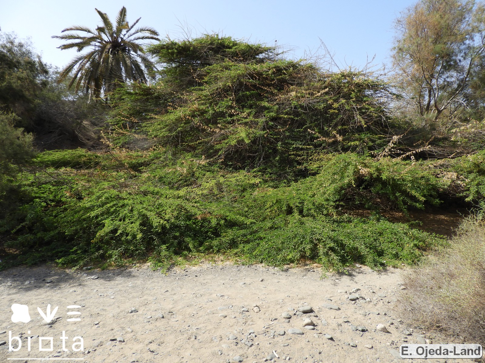 Acacia farnesiana5