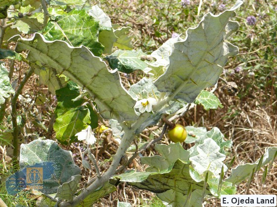 Solanum_marginatum (2)