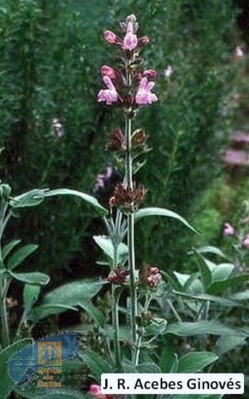 Salvia_officinalis