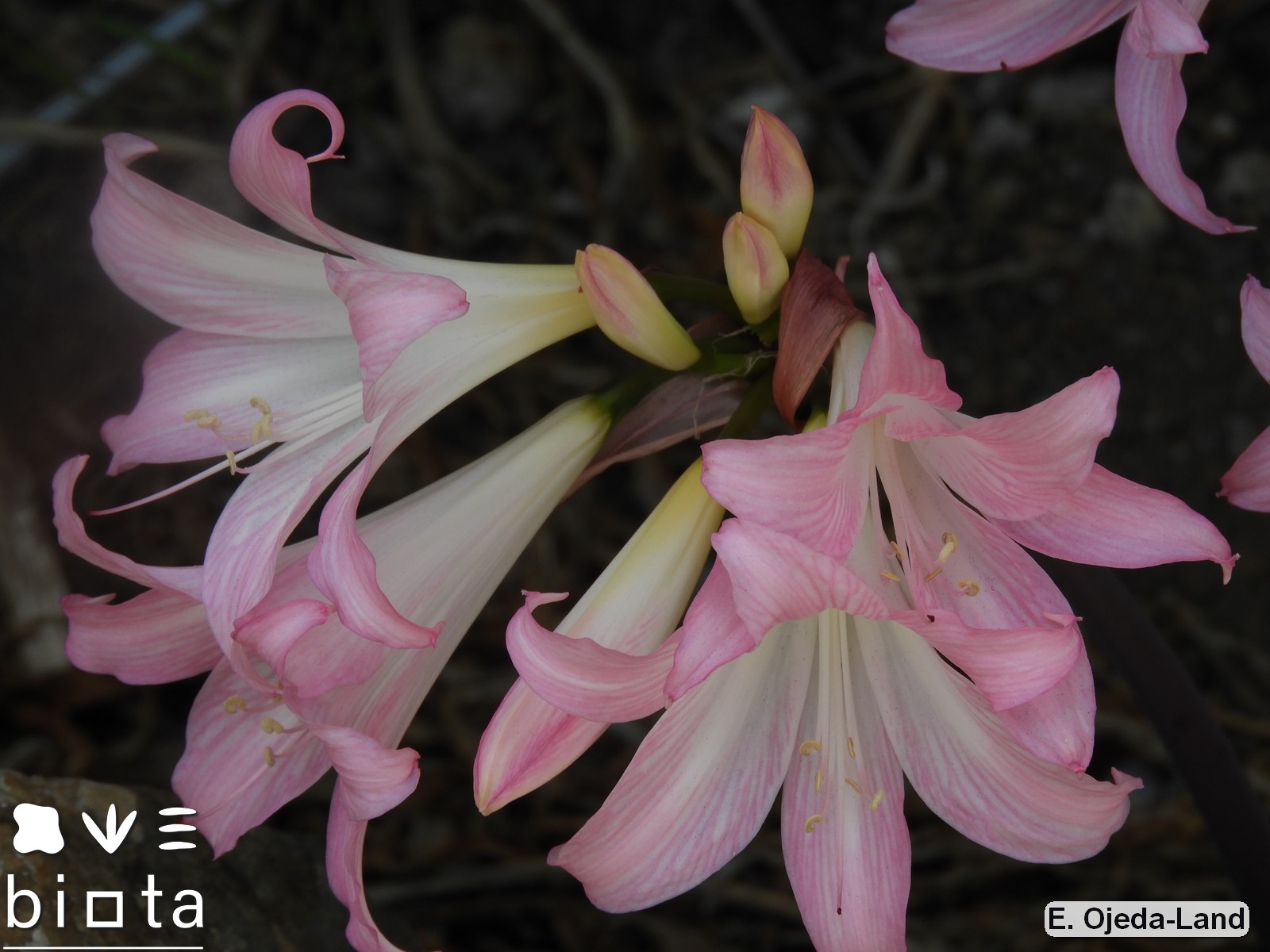 Amaryllis belladonna (1)
